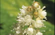 Black Cohosh