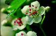 Crataegus