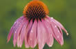 Echinacea