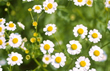 Feverfew