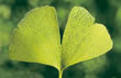 Ginkgo Biloba