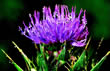 Milk Thistle