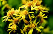 Solidago