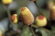 Spilanthes