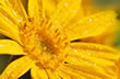 Arnica