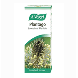 Plantago